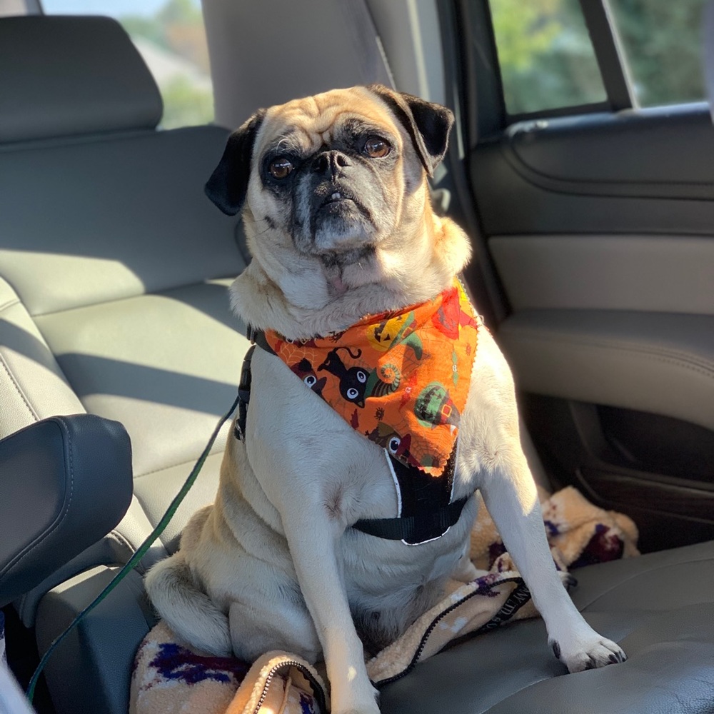 Meet your Posher, Jolan